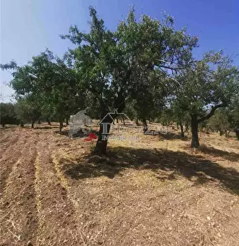 Foto annuncio 4
