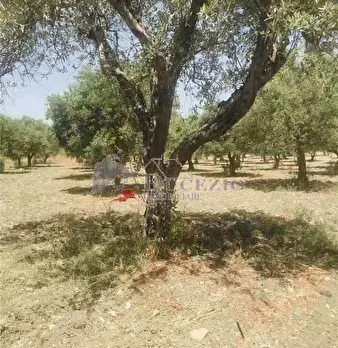 Foto annuncio 6