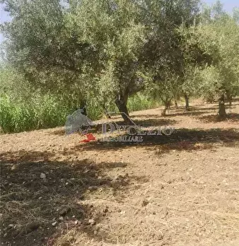 Foto annuncio 9
