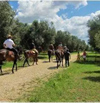 Foto annuncio 12