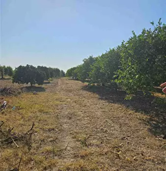 Foto annuncio 10
