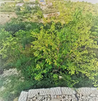 Foto annuncio 10