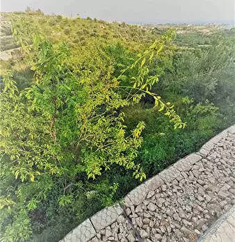 Foto annuncio 8