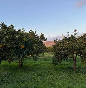 Foto annuncio 4
