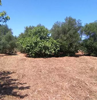 Foto annuncio 3