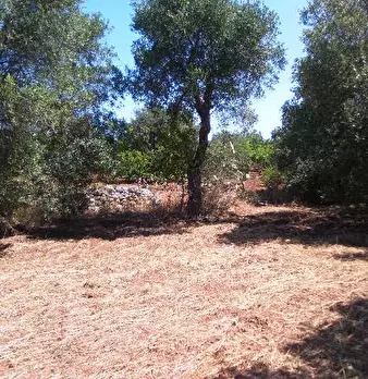 Foto annuncio 4