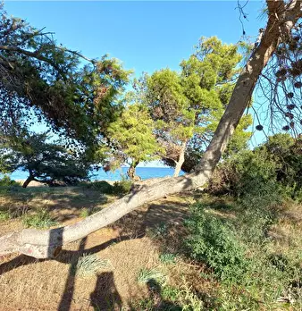 Foto annuncio 13