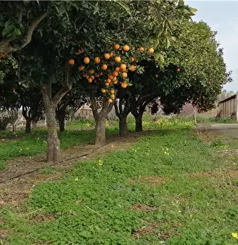 Foto annuncio 4