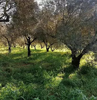 Foto annuncio 5