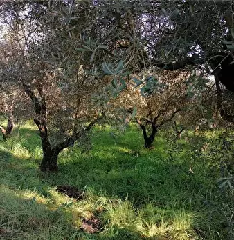 Foto annuncio 7