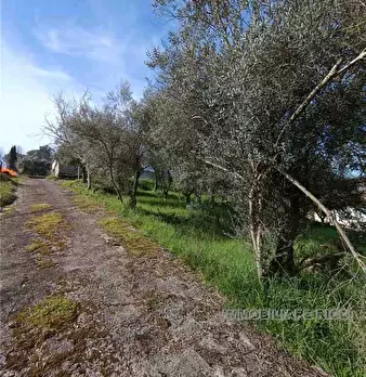 Foto annuncio 12