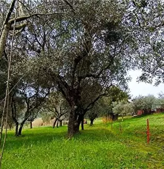 Foto annuncio 17