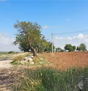 Foto annuncio 7