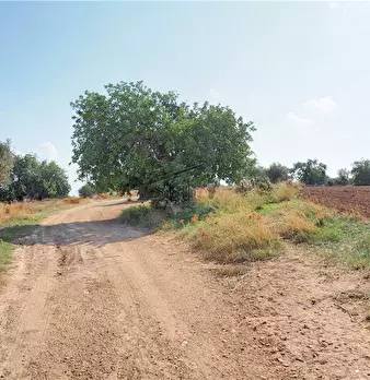 Foto annuncio 10