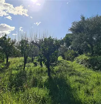 Foto annuncio 7