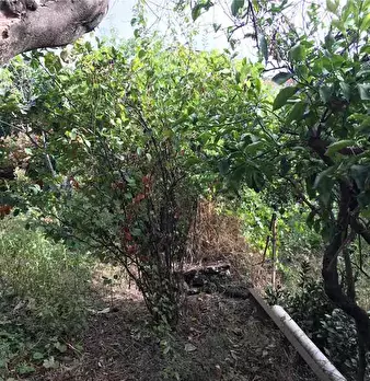 Foto annuncio 10