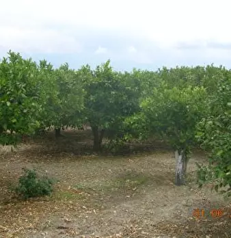 Foto annuncio 6