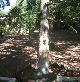 Foto annuncio 10