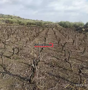 Foto annuncio 6