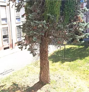 Foto annuncio 6