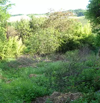 Foto annuncio 6