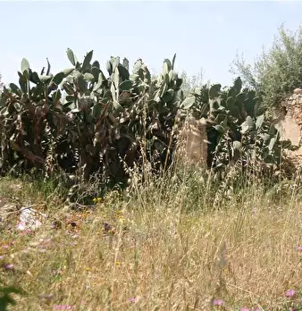 Foto annuncio 6