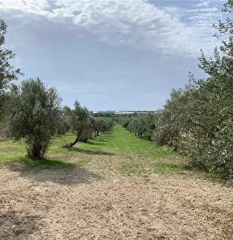 Foto annuncio 9