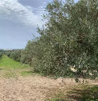 Foto annuncio 10