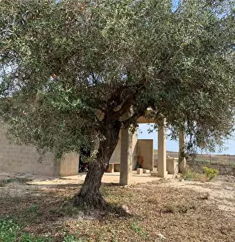 Foto annuncio 11