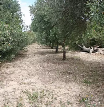 Foto annuncio 12