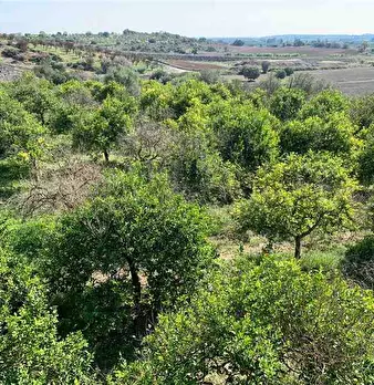 Foto annuncio 11