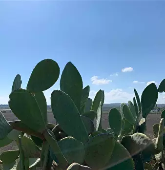 Foto annuncio 14