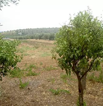 Foto annuncio 16