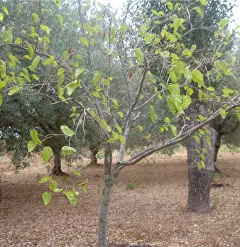 Foto annuncio 17