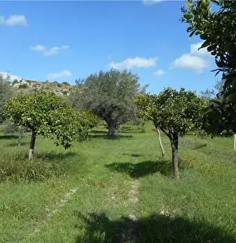 Foto annuncio 12