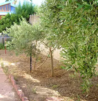 Foto annuncio 7