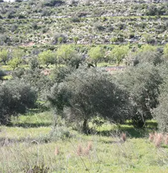 Foto annuncio 16
