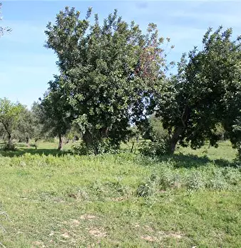 Foto annuncio 19