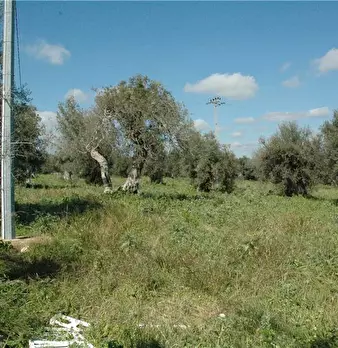 Foto annuncio 17