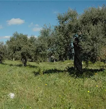 Foto annuncio 18
