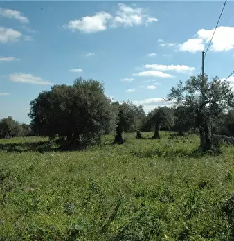 Foto annuncio 19