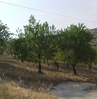 Foto annuncio 7