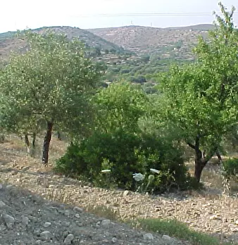 Foto annuncio 9