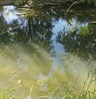 Foto annuncio 19