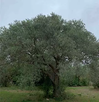 Foto annuncio 11