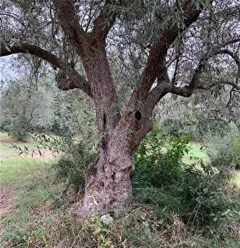 Foto annuncio 12