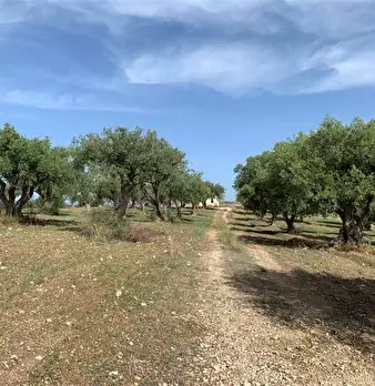 Foto annuncio 16