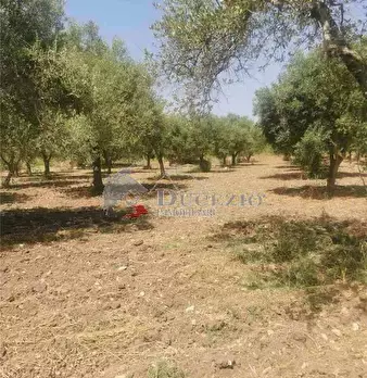 Foto annuncio 13