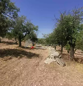 Foto annuncio 14