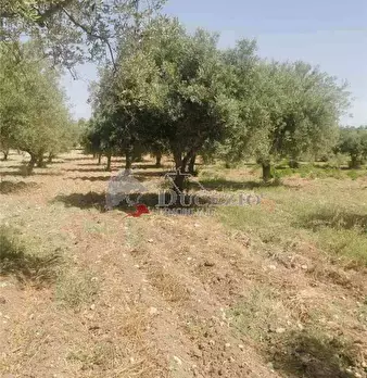 Foto annuncio 17